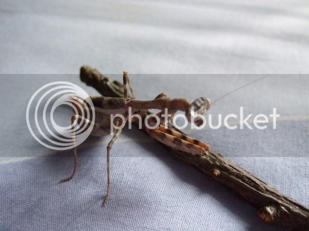 Mymantids022.jpg