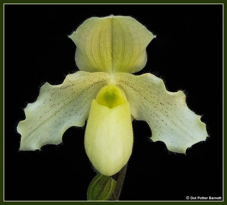 Paph_primulinumxDrJack-2011.jpg