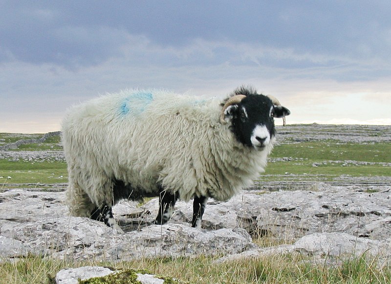 800px-Yorkshire_dales_sheep.jpg