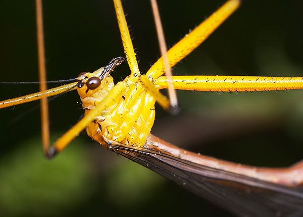 Bittacus1.jpg