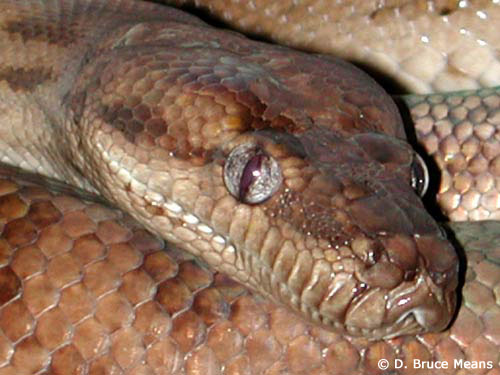 oenpelli-python500.jpg