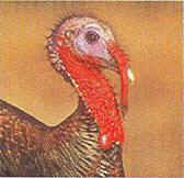 turkey7.jpg