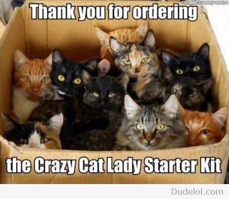 the-crazy-cat-lady-starter-kit-is-h.jpg