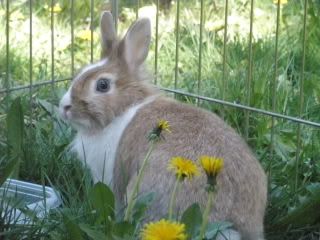bunnies011.jpg