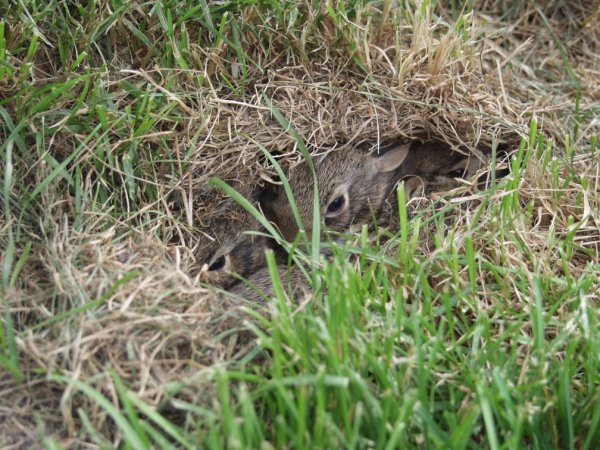 rabbit-nest-in-yard-1-via-google-uncredited.jpg