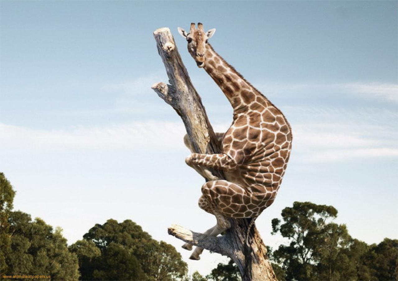 Sitting-scared-giraffe-1.jpg