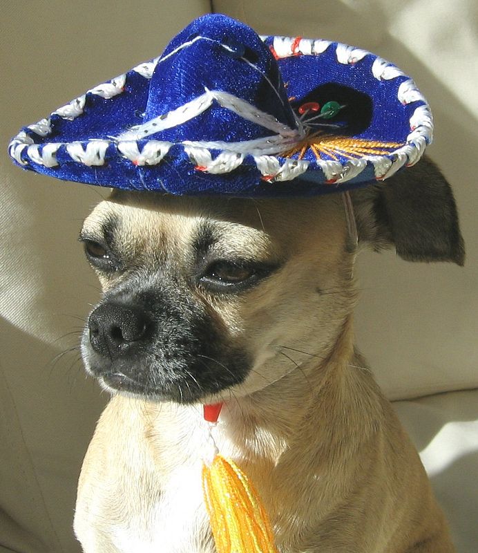 mexican-sombrero-dog--hat-1.jpg