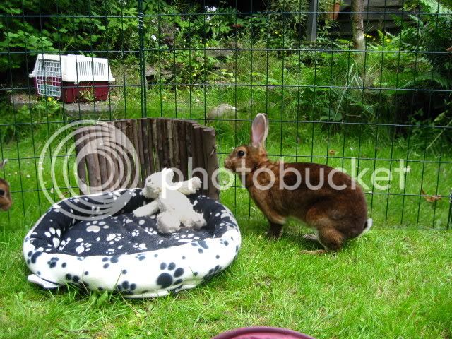 bunnies085.jpg