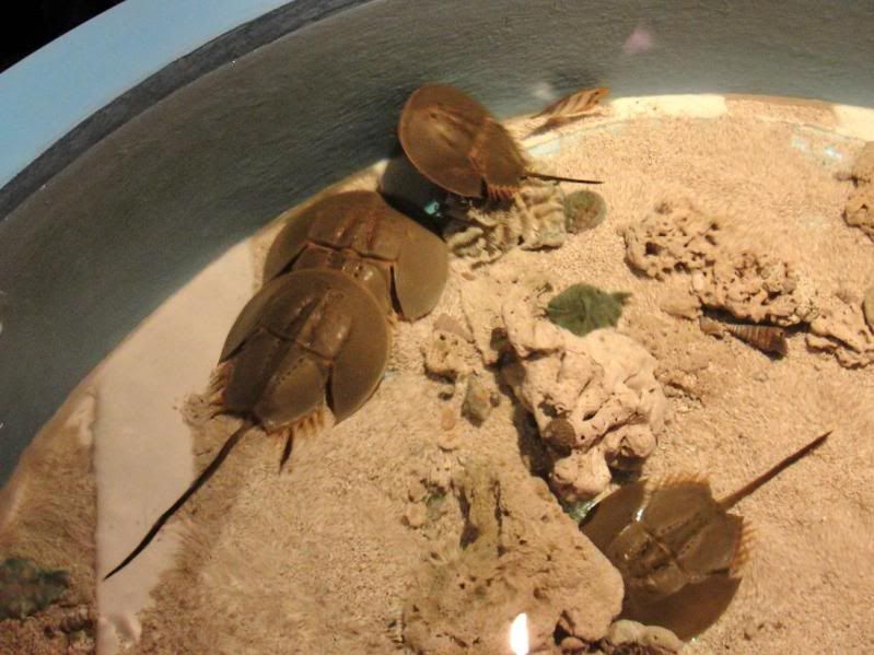 horseshoecrab.jpg