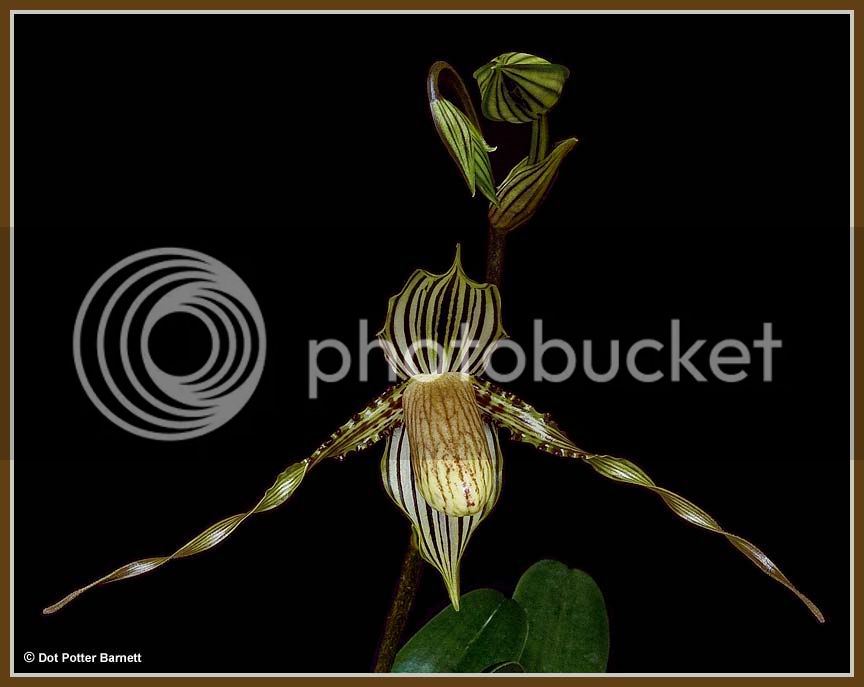 Paph_praestans-front.jpg