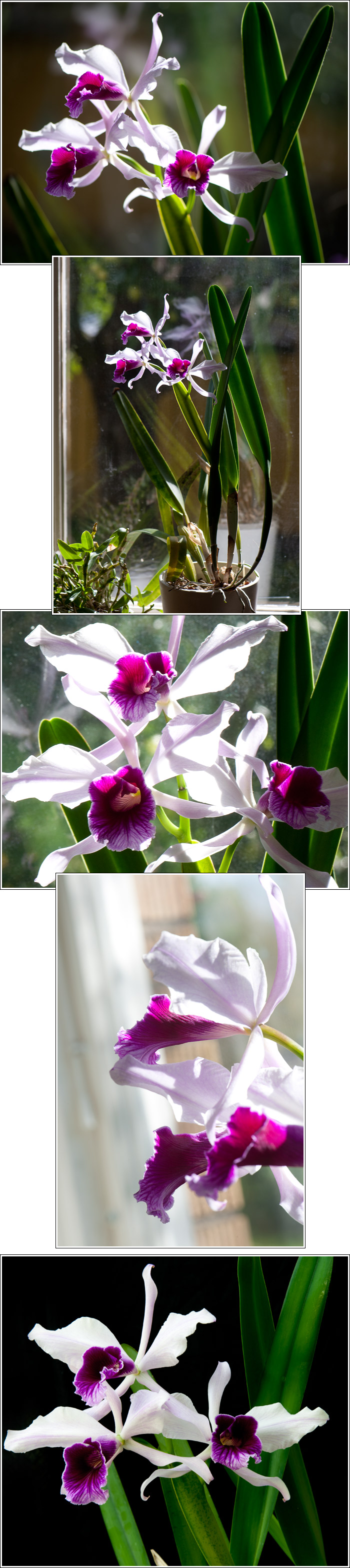 laelia2012.jpg