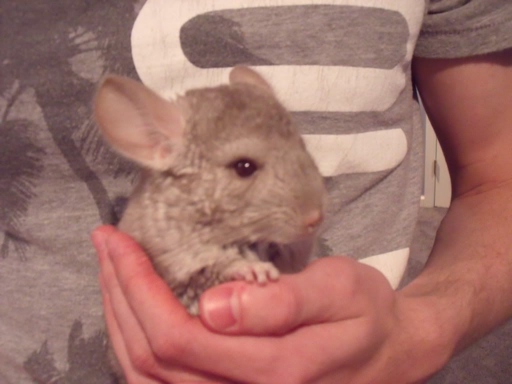 Chinchillas015.jpg