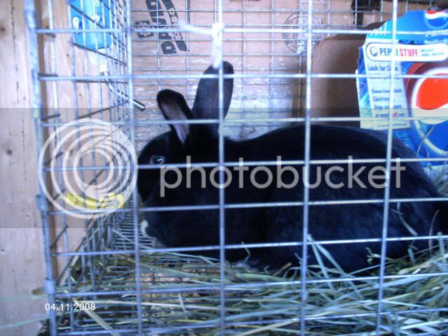 Bunniesandmore049.jpg