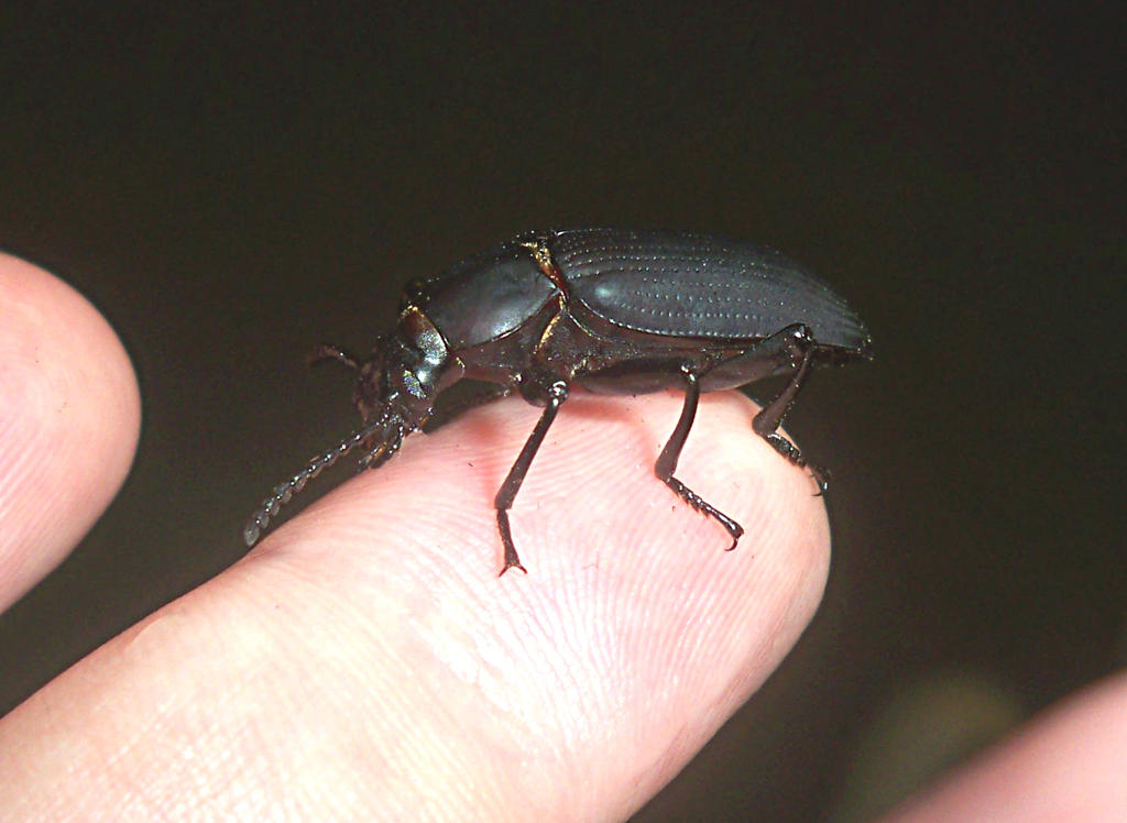 jim__darkling_beetle__now_black__drinking_water__by_alexandersmantids-d61umes.jpg