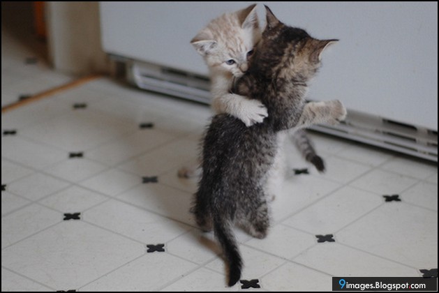 kitten-cat-hug-couple-cute.jpg
