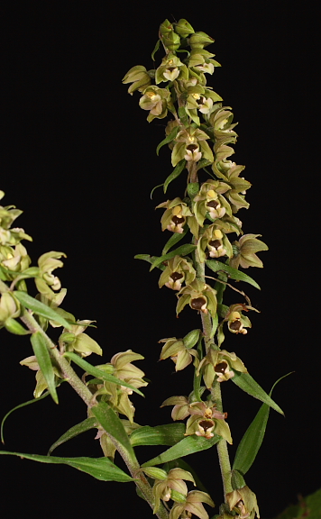 epipactis709.JPG