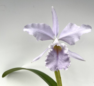 www.orchidweb.com