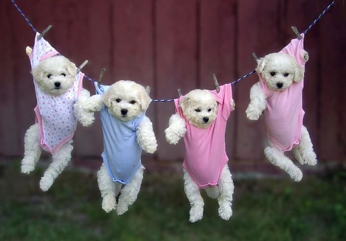 puppies-hanging-in-baby-clothes-big.jpg
