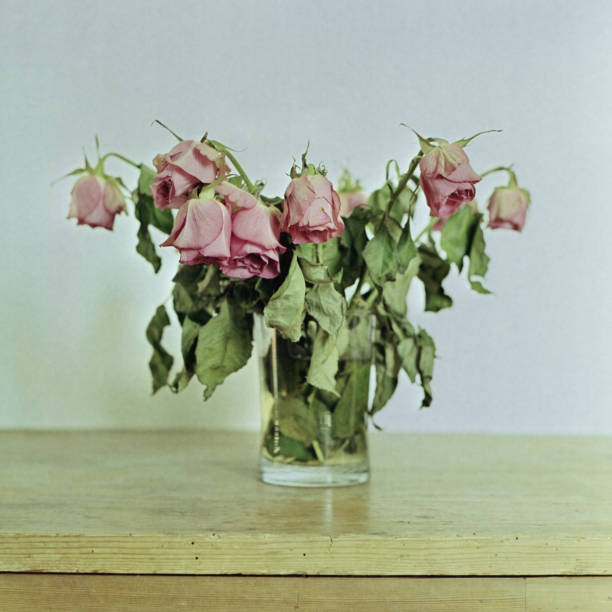 withered-bunch-of-roses-shot-on-mediumformat-film-picture-id1165142012