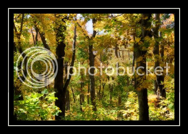 113_yellow_trees_orton.jpg