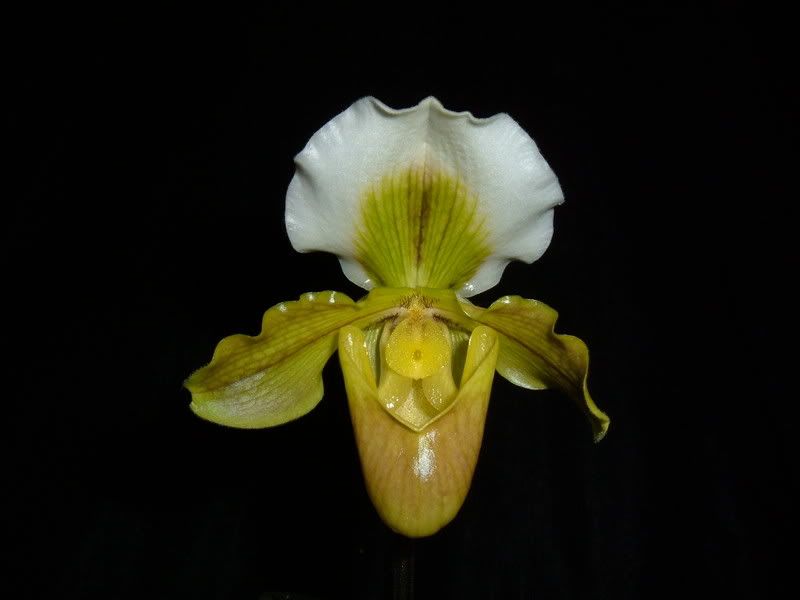 OrchidPictures007.jpg