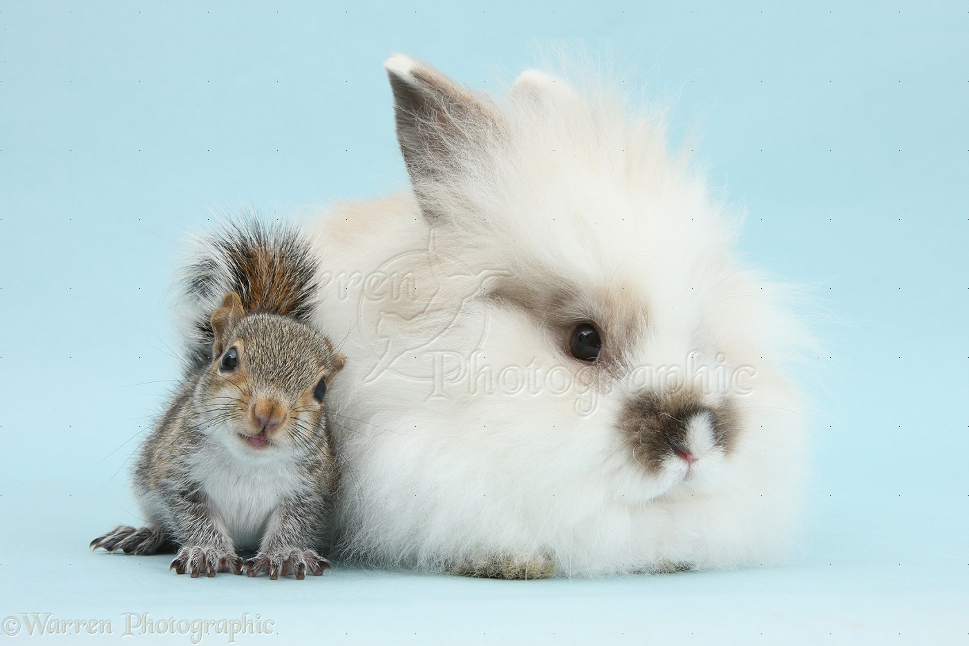 33614-Young-Grey-Squirrel-and-fluffy-rabbit-on-blue-background.jpg