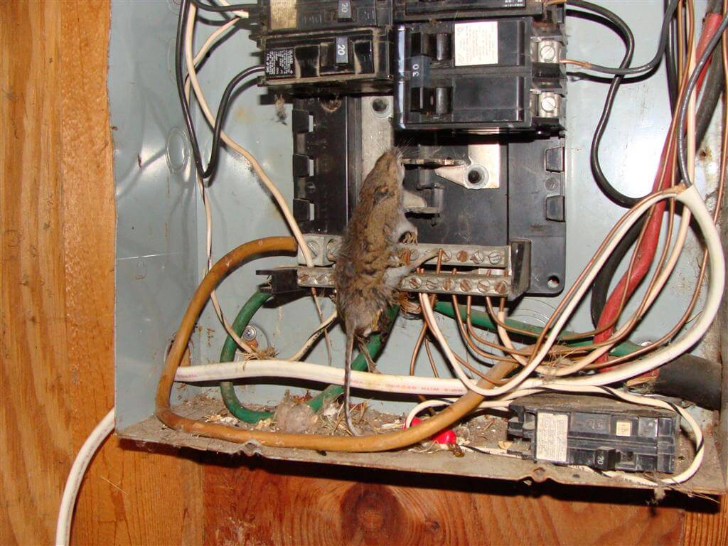 Mouse-in-panel.jpg