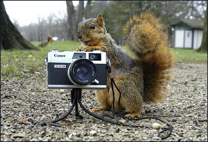 squirrel-photographer.jpg