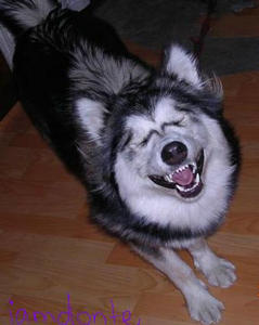 laughing_dog.jpg