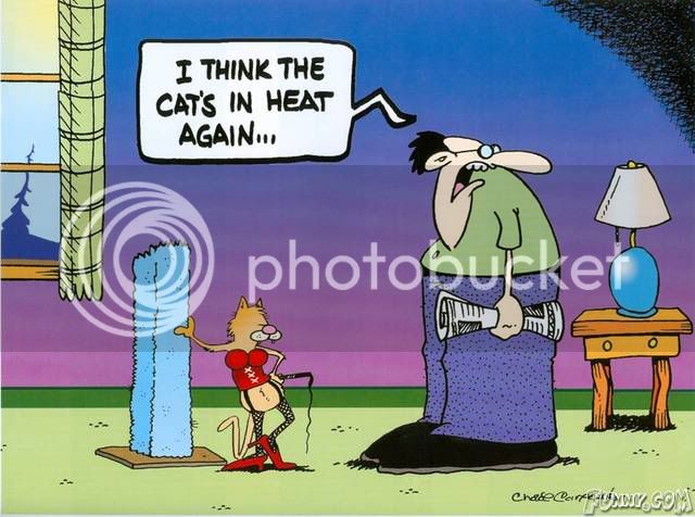 cat-in-heat.jpg