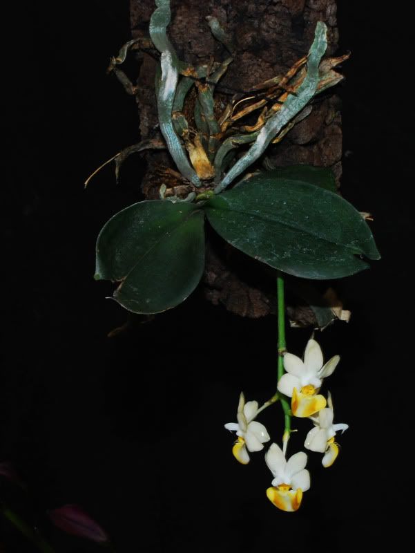 PhalaenopsislobbiivarvietnamensePflanze2011a.jpg