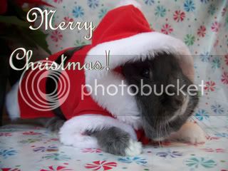 Toby-SantaBunny.jpg