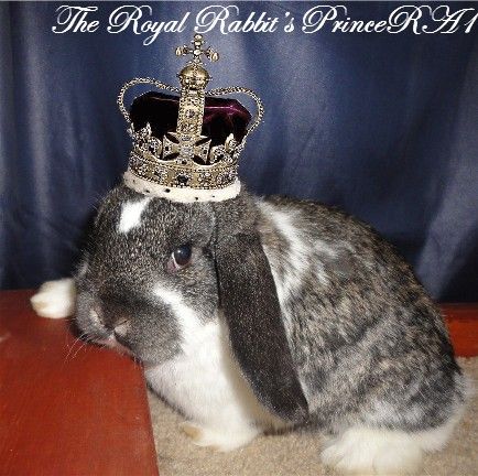 TheRoyalRabbitsPrinceRA1withcrown4_zps6c008aaa.jpg