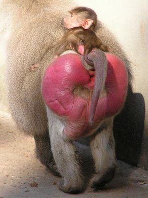 baboonbutt.JPG