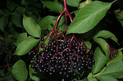 elderberry-77.jpg