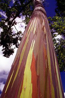 220px-Rainbow_Eucalyptus.jpg