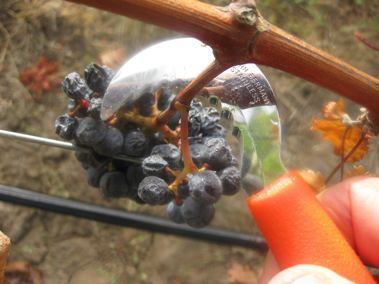 harvesting-grapes-cutting.jpg