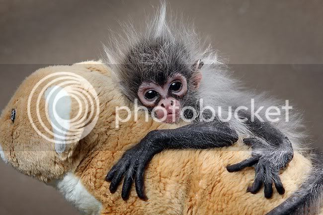 974341-spider-monkey-at-melbourne-zoo.jpg