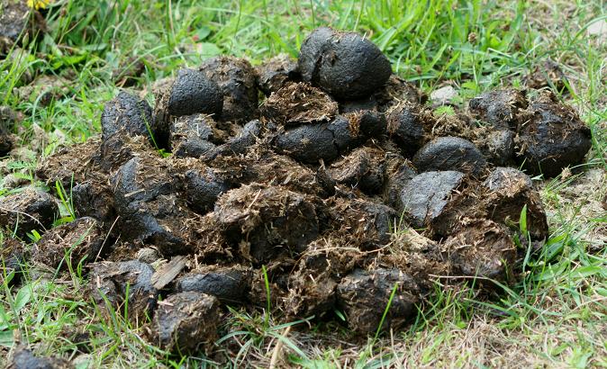 pile-of-dung1.jpg