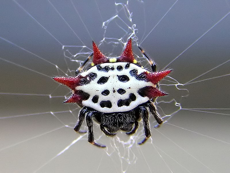 800px-Gasteracantha_cancriformis_2.jpg