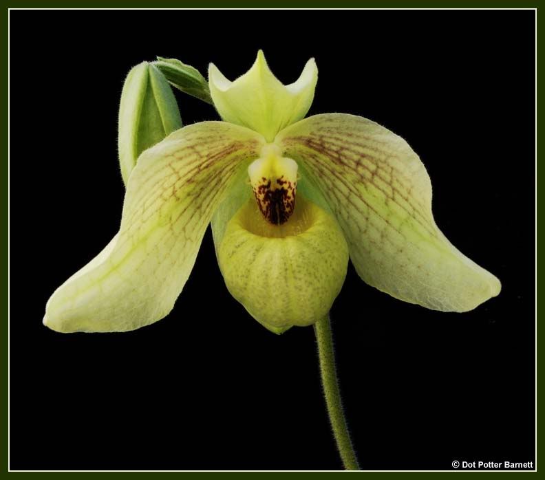 Paph_MemLarryHeuer-front-2011.jpg