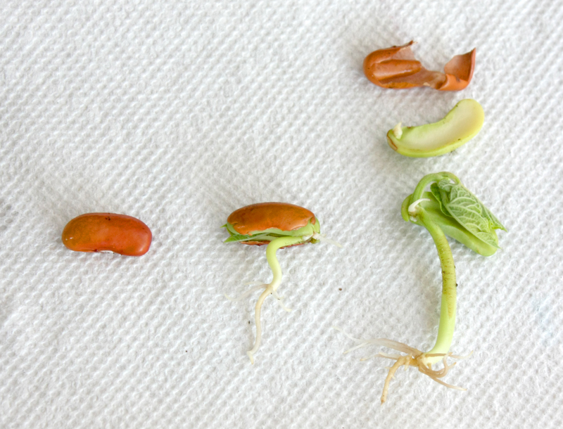 Three-Beans-Sprouting-Experiment.jpg