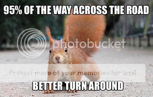 funny-squirrel-crossing-road.jpg