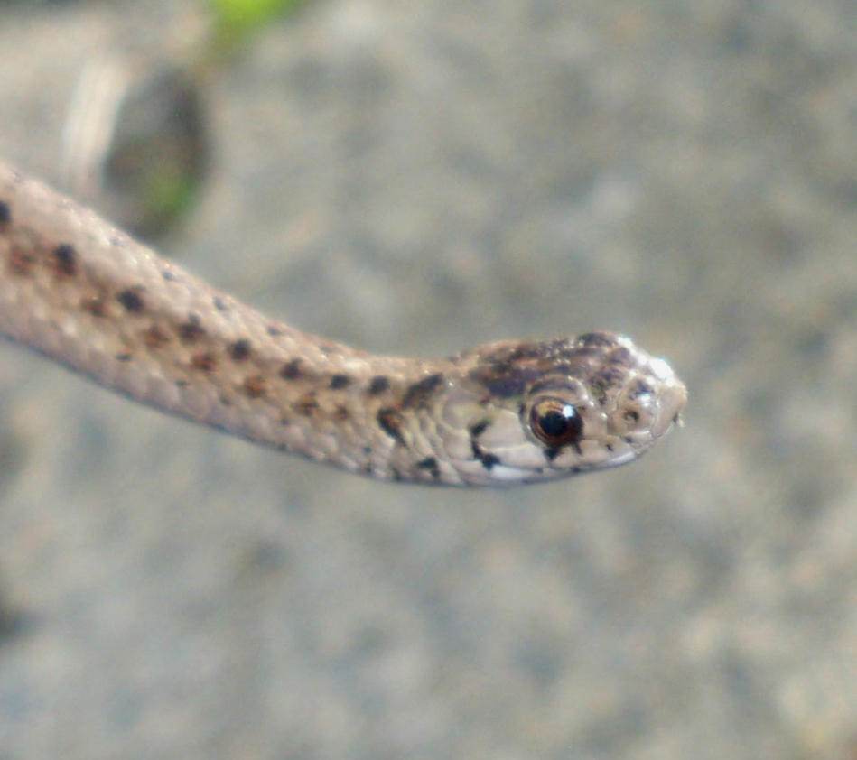 3rd_northern_brown_snake_by_alexandersmantids-d6238bd.jpg