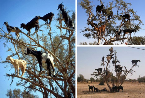 tree-climbing-goats1.jpg