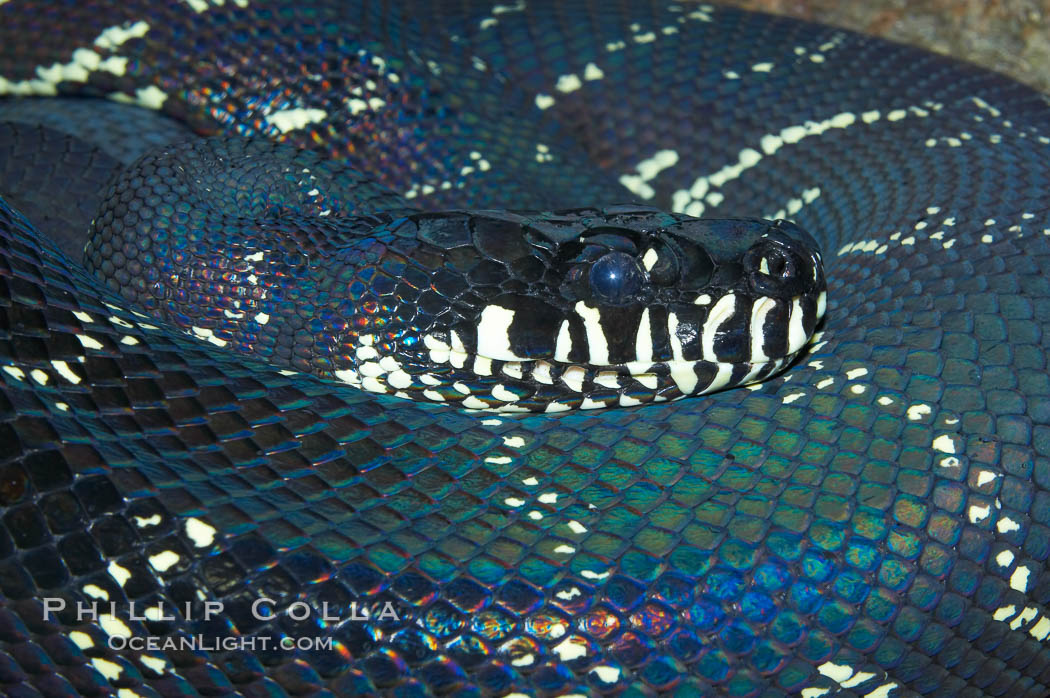 boelens-python-photograph-12731-793233.jpg