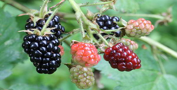 Ripe-blackberries.jpg