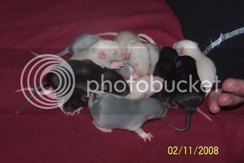 rats040-1.jpg