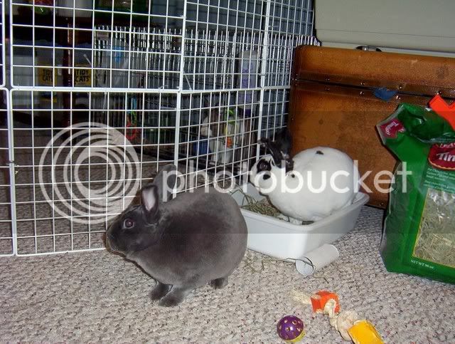 Bunnies084.jpg