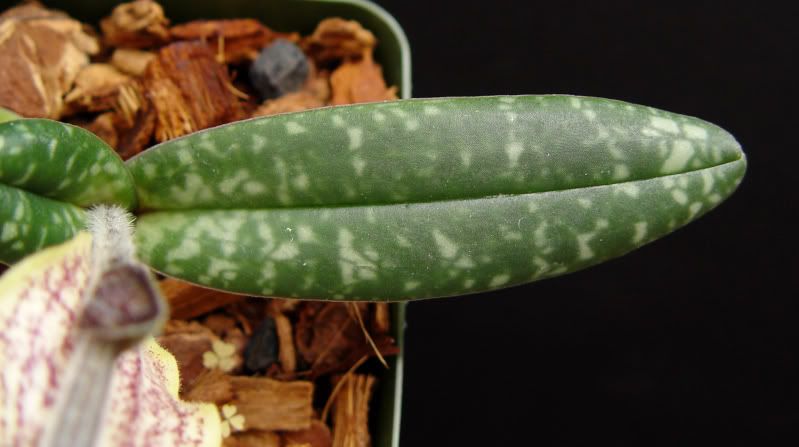 Paphconcolorvarlongipetalum-foliage.jpg